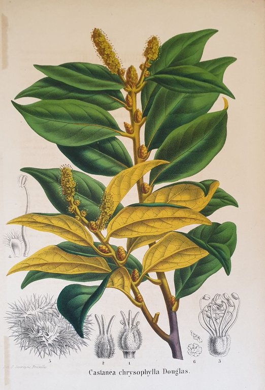 Castanea chrysophylla Douglas | Immagine Gallery 2