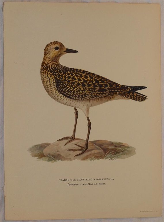 Charadrius (pluvialis) apricarius