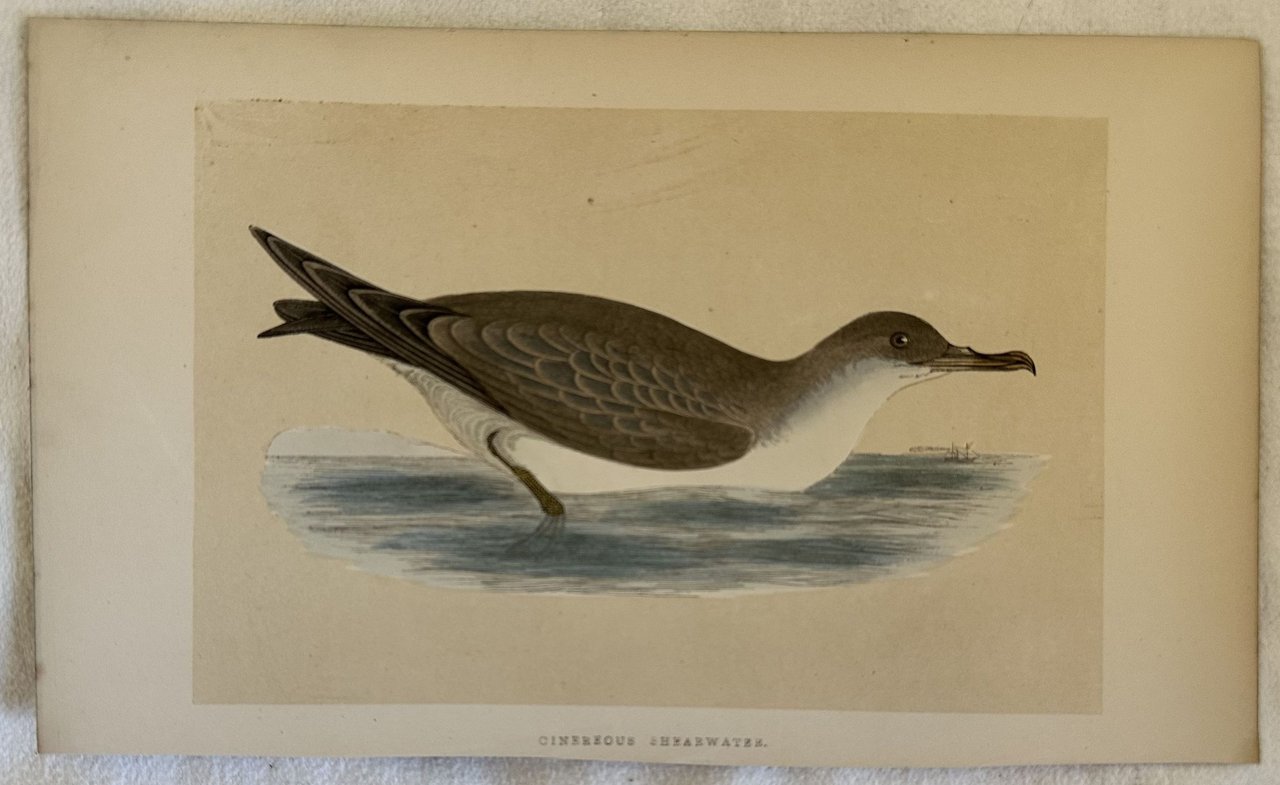 CINEREOUS SHEARWATER (Calonectris diomedea) Berta maggiore | Immagine principale