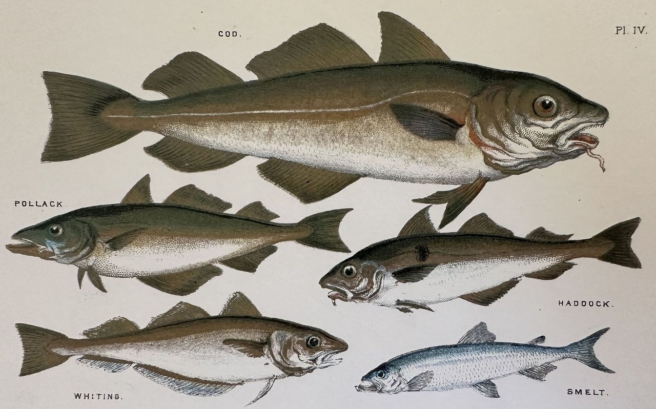 COD (Merluzzo) POLLACK (Merluzzo giallo) HADDOCK (Pesce eglefino) WHITING (Merlano) …