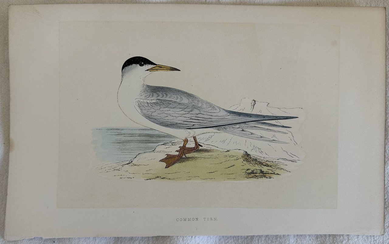 COMMON TERN (Sterna hirundo) Sterna comune | Immagine principale