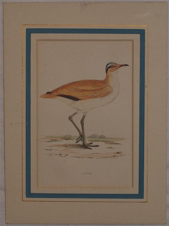 Courser (Cursorius cursor)