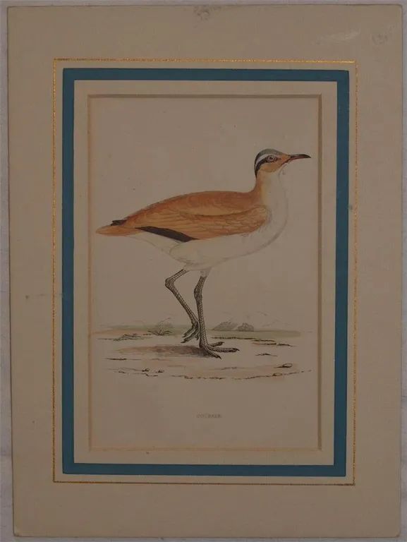 Courser (Cursorius cursor) | Immagine Gallery 2