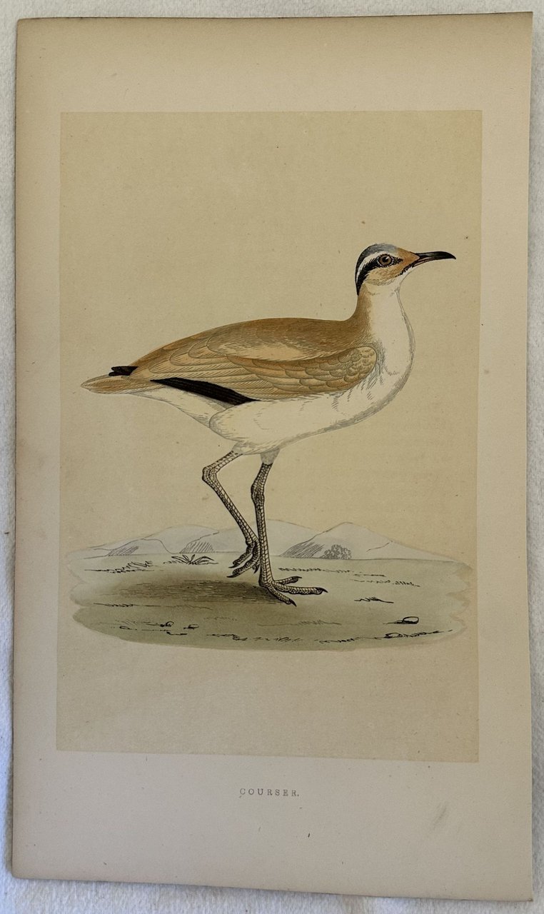 COURSER Cursorius cursor (Corrione) | Immagine principale
