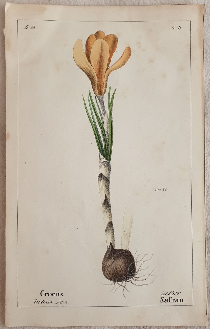 Crocus luteus