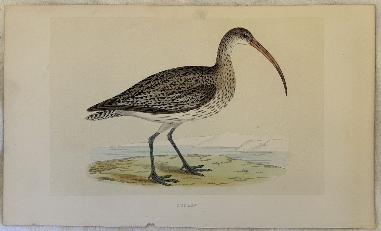 CURLEW (Chiurlo maggiore)