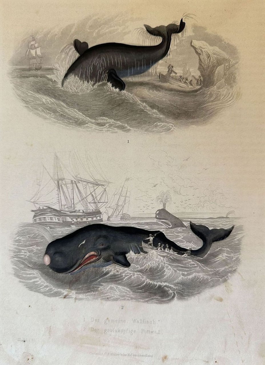 DE GEMEINE WALLFISCH DR GROSSKOPFIGE