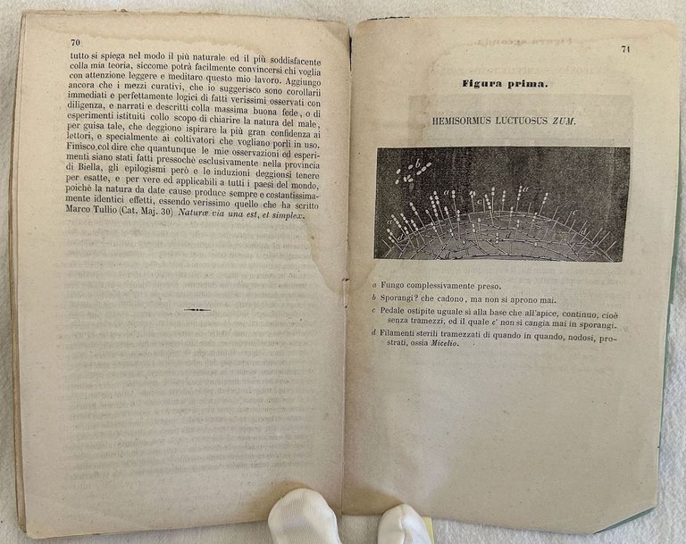 DELLA MALATTIA ATTUALE DELL'UVA SUE CAUSE E RIMEDI MEMORIA SECONDA | Immagine Gallery 3