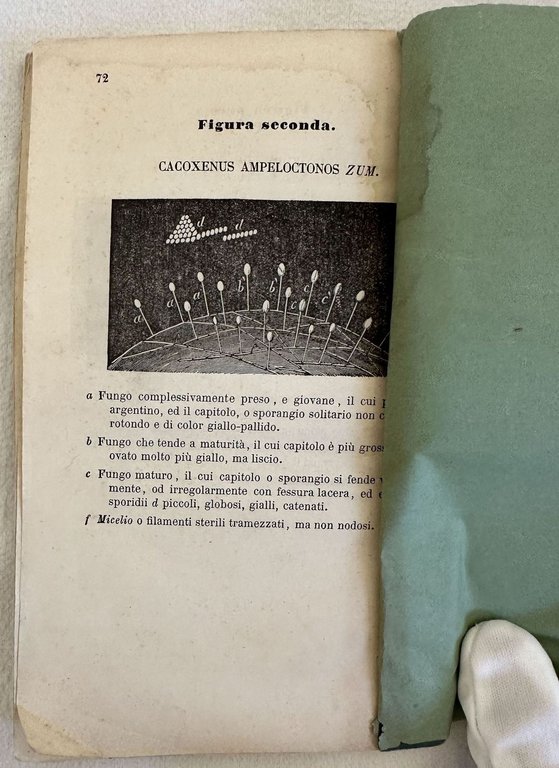 DELLA MALATTIA ATTUALE DELL'UVA SUE CAUSE E RIMEDI MEMORIA SECONDA | Immagine Gallery 4