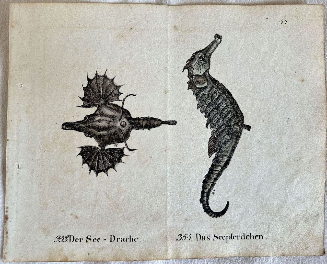 DER SEE DRACHE DAS SEEPFERDCHEN