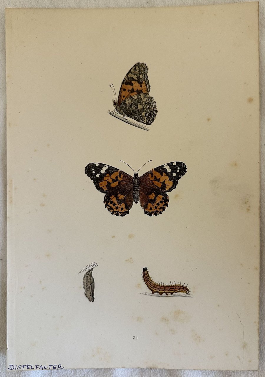 DISTELFALTER Vanessa cardui (Vanessa del cardo) | Immagine principale