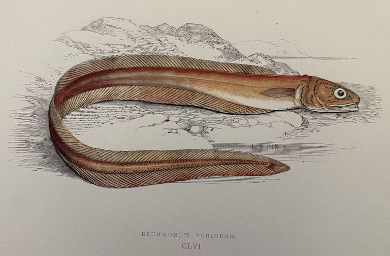 DRUMMOND'S ECHIODON | Immagine Gallery 3
