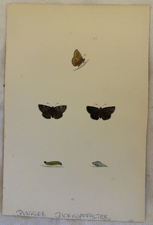DUNKLER DICKKOPFFALTER Erynnis tages Brughiera scarsa\