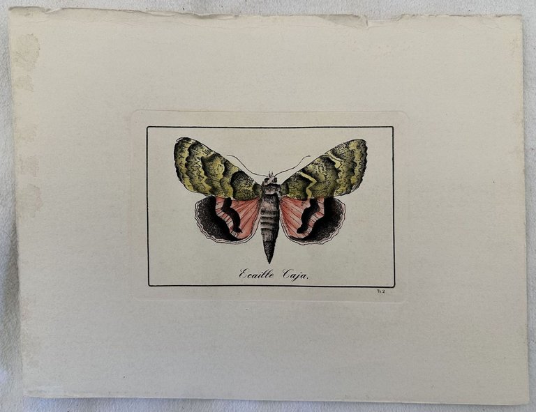 Ecaille caja Arctia caja Caja o arczia bruna