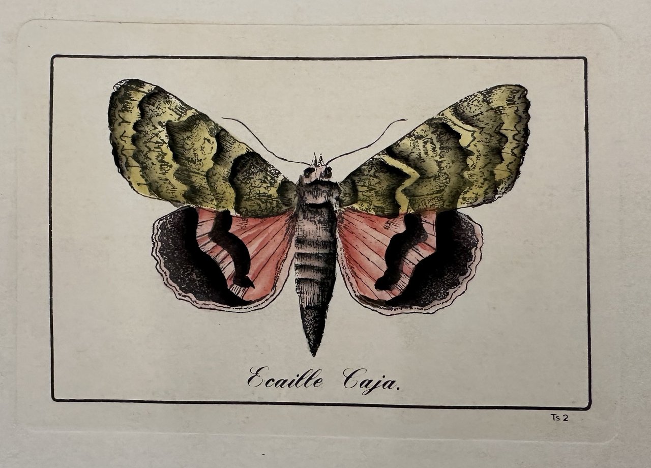 Ecaille caja Arctia caja Caja o arczia bruna