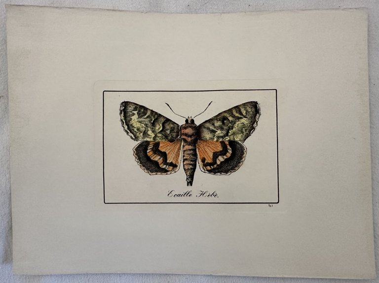 Ecaille hebè Arctia festiva Falena tigre di Hebe