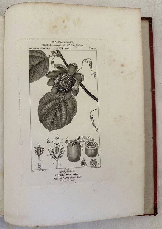 ESSAI D'UNE ICONOGRAPHIE ELEMENTAIRE ET PHILOSOPHIQUE DES VEGETAUX AVEC UN … | Immagine Gallery 4