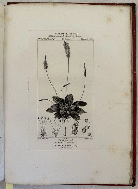 ESSAI D'UNE ICONOGRAPHIE ELEMENTAIRE ET PHILOSOPHIQUE DES VEGETAUX AVEC UN … | Immagine Gallery 3