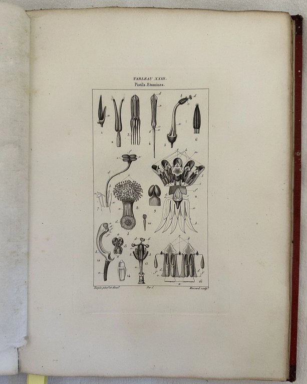 ESSAI D'UNE ICONOGRAPHIE ELEMENTAIRE ET PHILOSOPHIQUE DES VEGETAUX AVEC UN … | Immagine Gallery 6