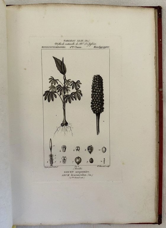 ESSAI D'UNE ICONOGRAPHIE ELEMENTAIRE ET PHILOSOPHIQUE DES VEGETAUX AVEC UN … | Immagine Gallery 7