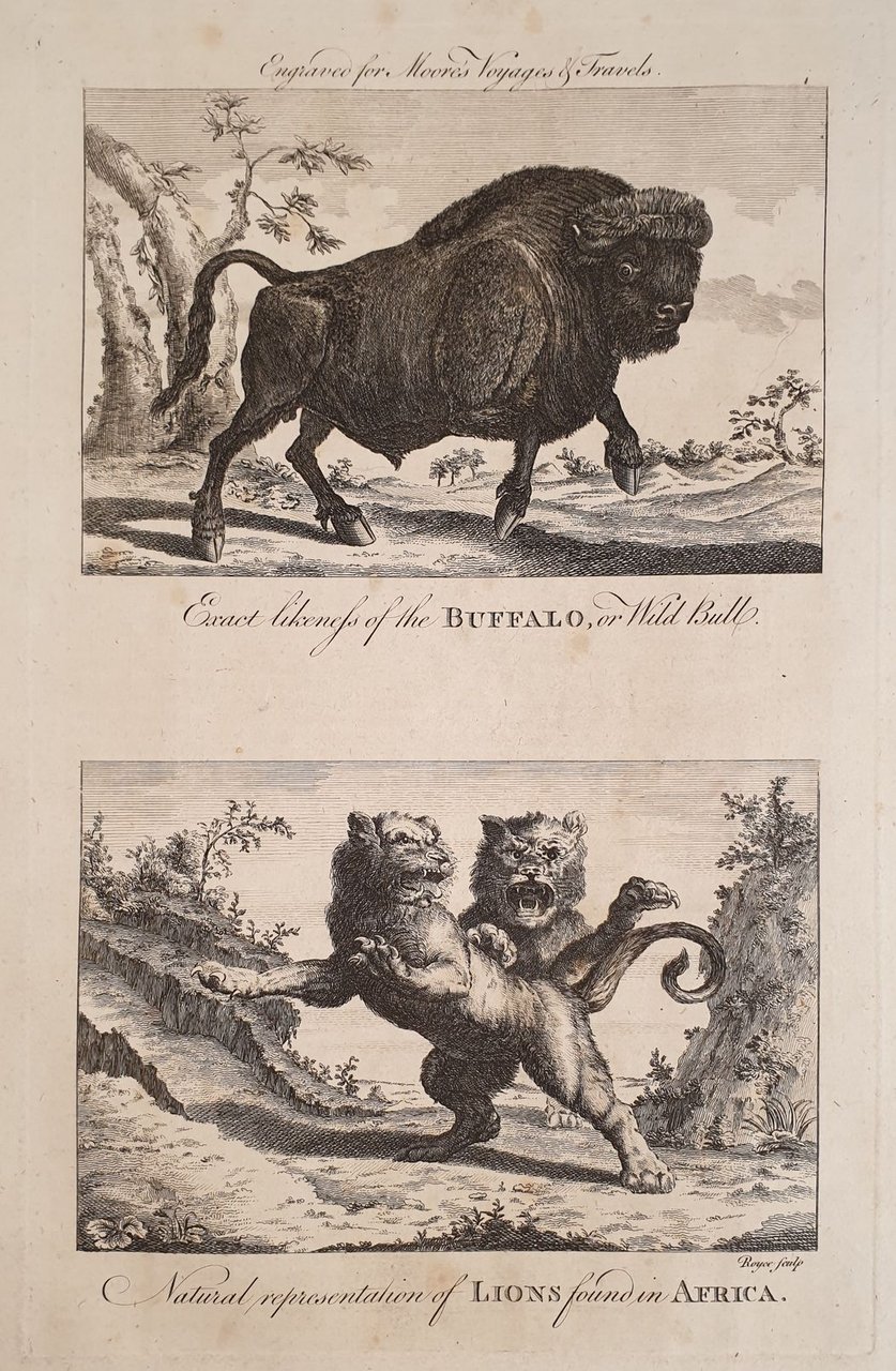 EXACT LIKENELS OF THE BUFFALO OR WILD BULL NATURAL REPRESENTATION …