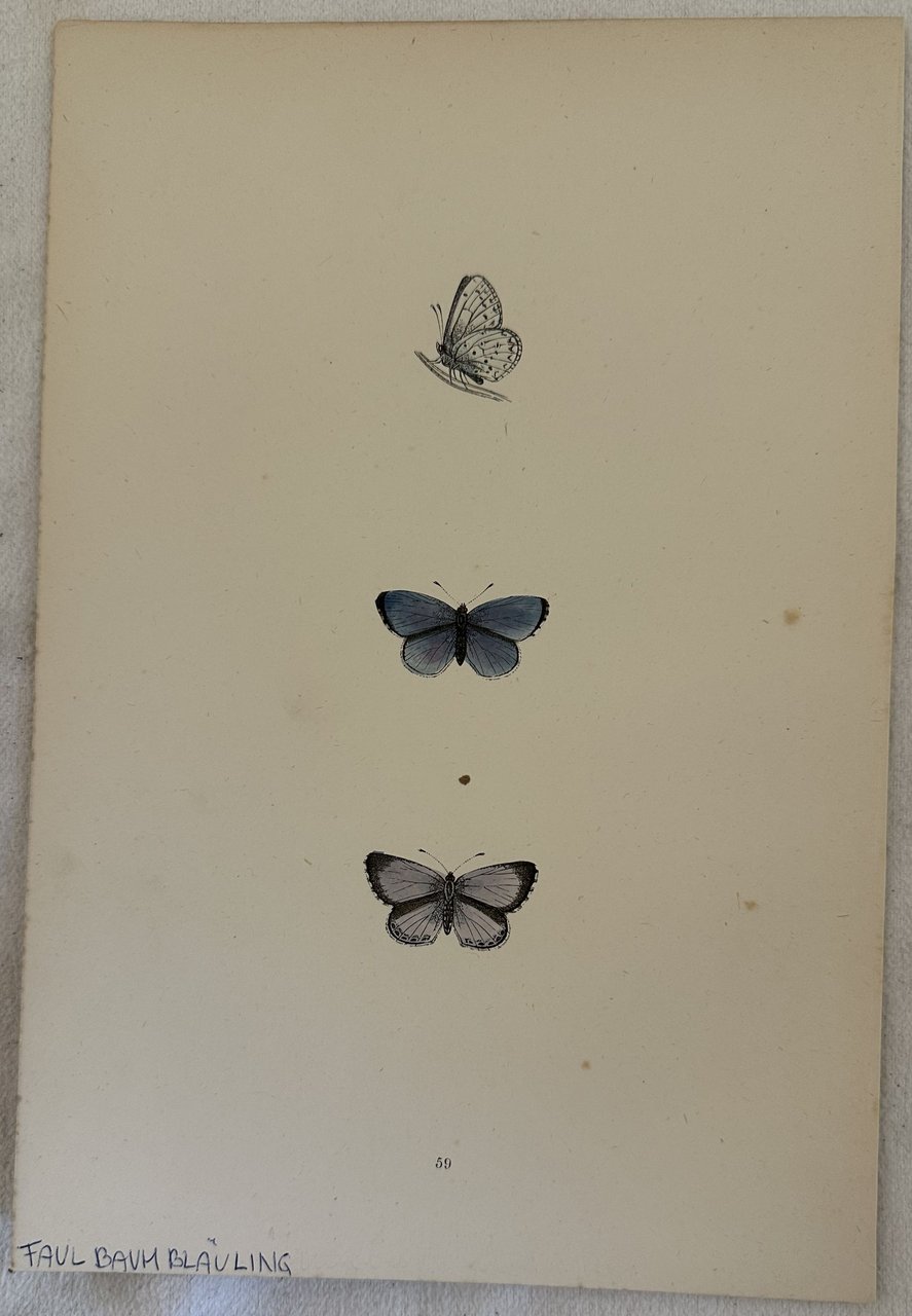 FAULBAUM BLAULING Celastrina argiolus Blu sacro | Immagine principale