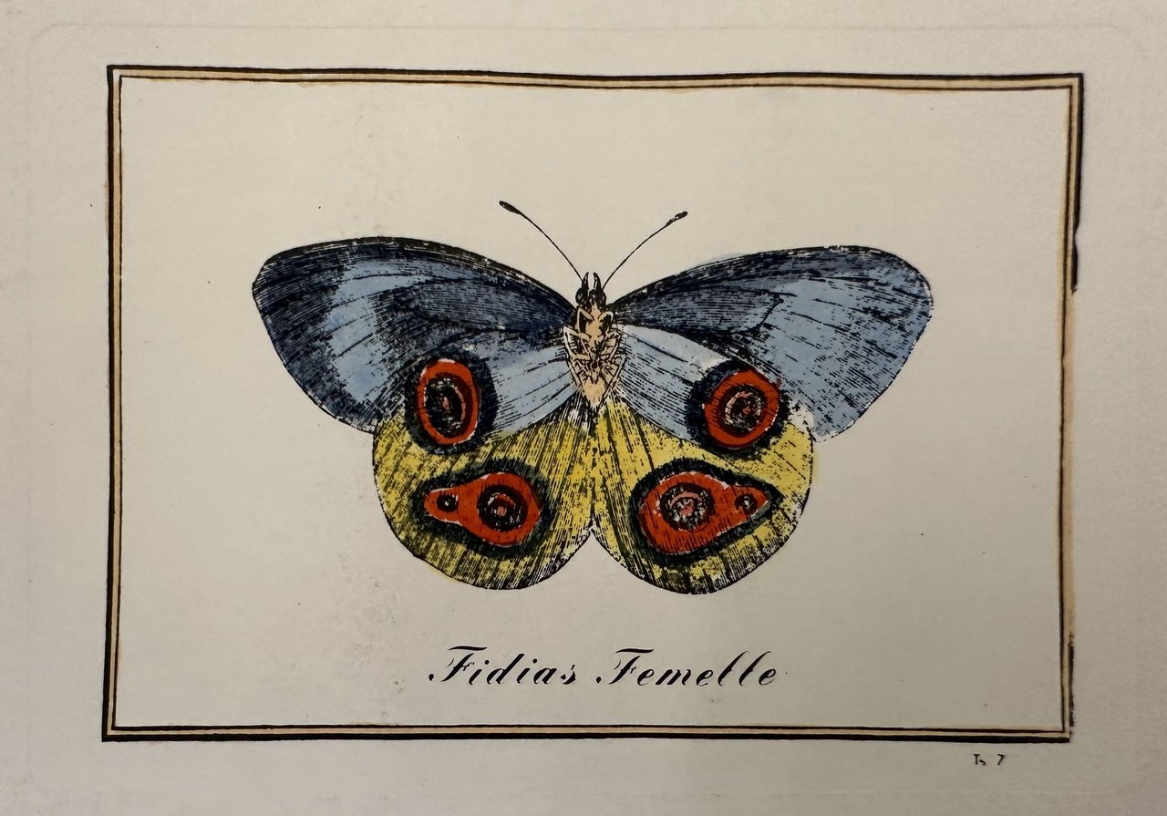 FIDIAS FEMELLE Fidia