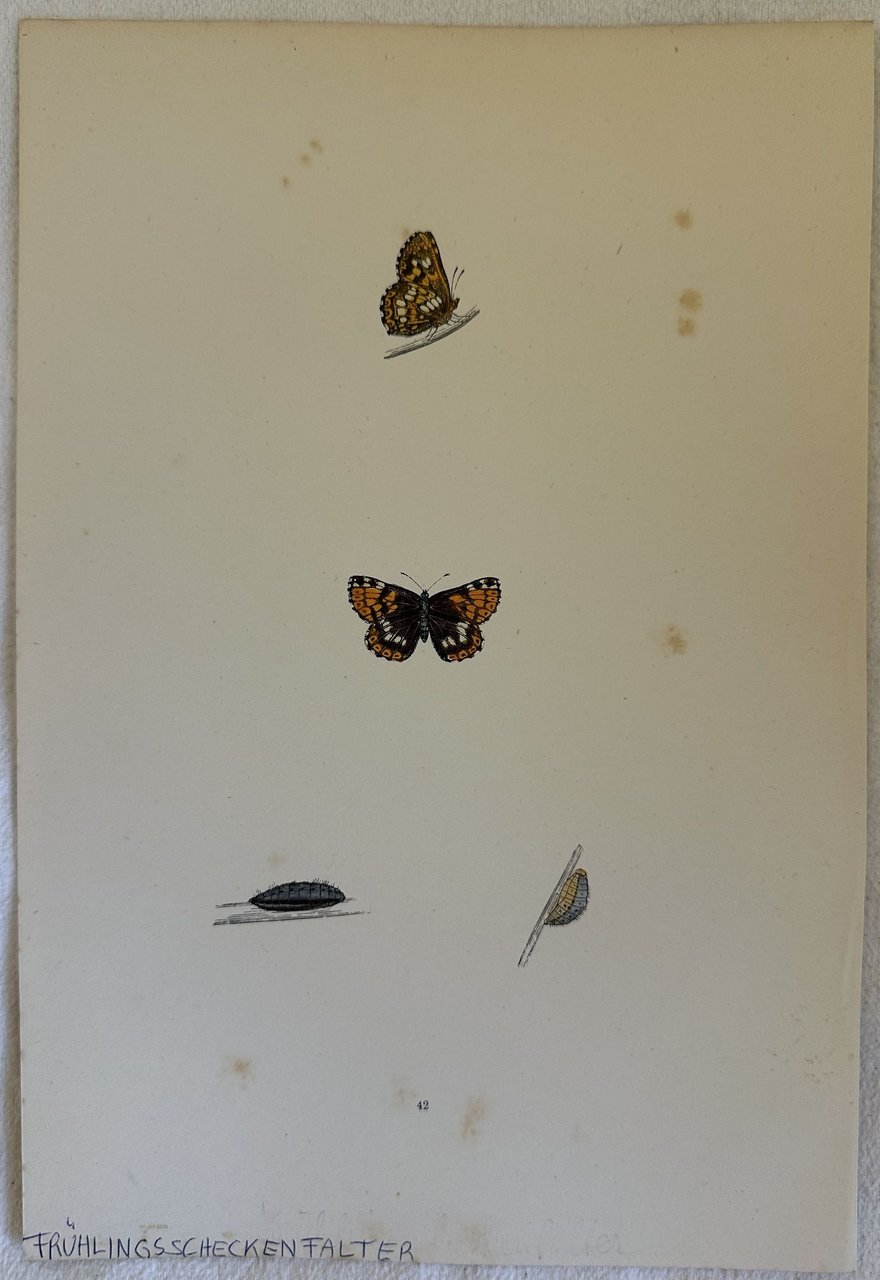 FRUHLINGS SCHECKENFALTER Hamearis lucina (Duca di Borgogna) | Immagine principale