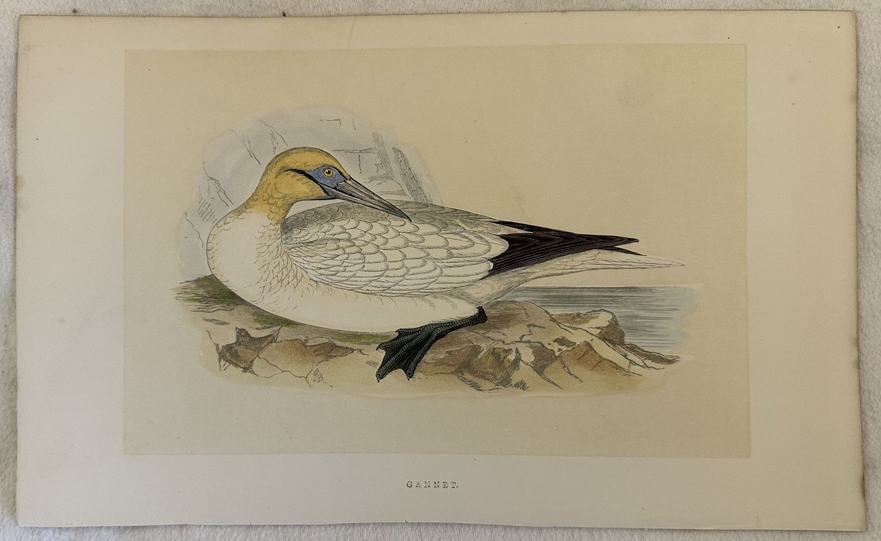 GANNET (Morus bassanus) Sula bassana | Immagine principale