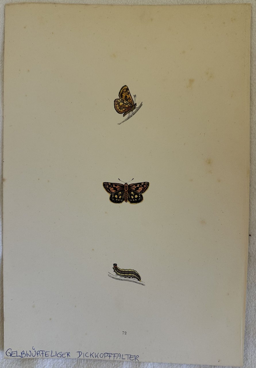 GELBWURFELIGER DICKKOPFFALTER Carterocephalus palaemon (Carterocefalo) | Immagine principale