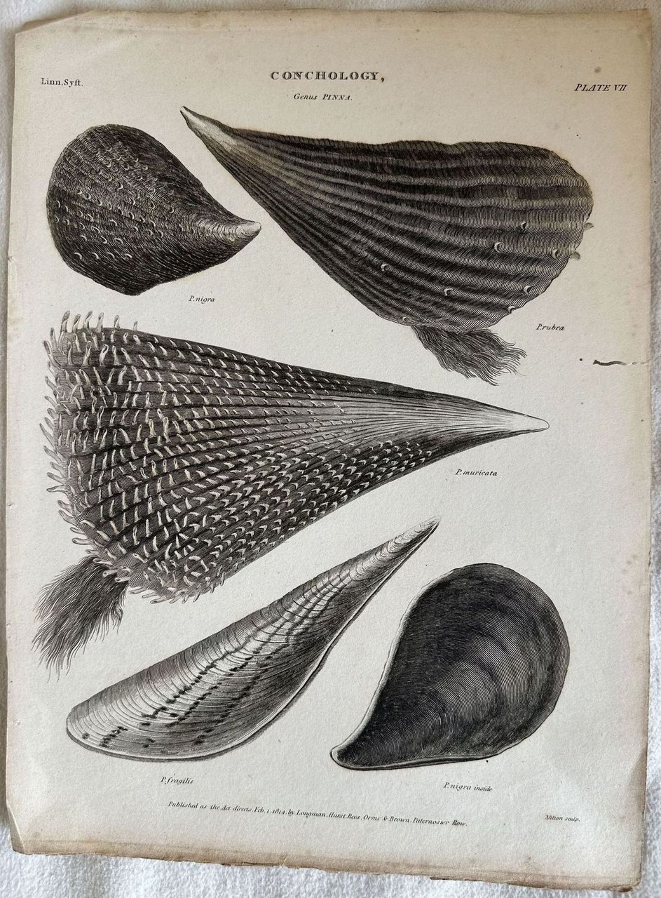 GENUS Pinna ENGRAVED FOR THE ANCYCLOPEDIA LONDINENSIS 1814