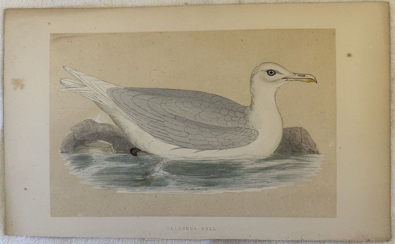 GLAUCOUS GULL Larus hyperboreus (Gabbiano glauco) | Immagine principale