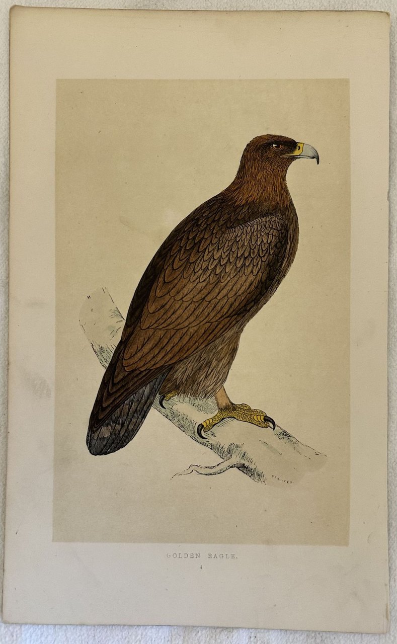 GOLDEN EAGLE (Aquila reale)