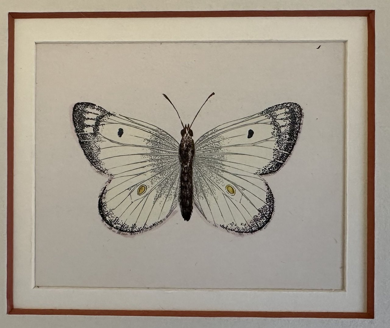 Goldene Acha Papilio androm acha