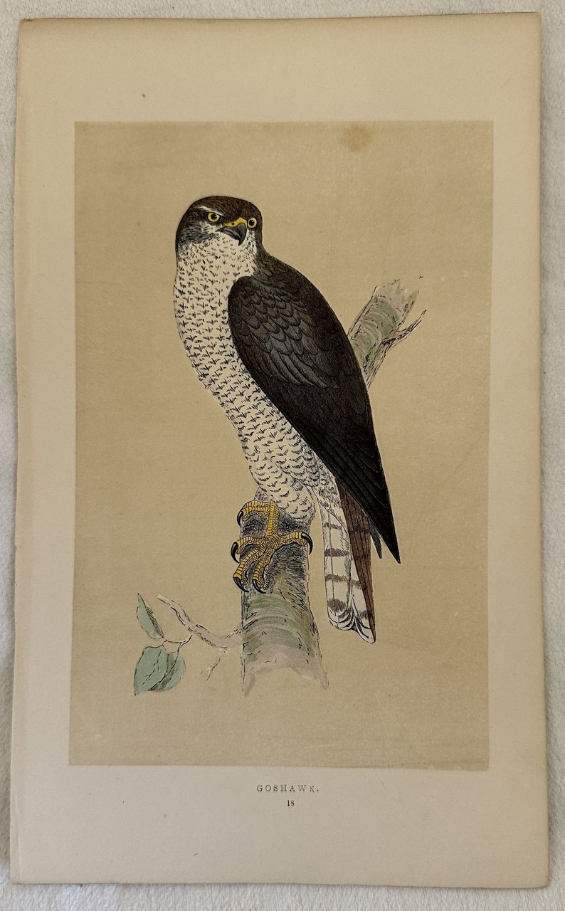 GOSHAWK (Accipiter gentilis) Astore
