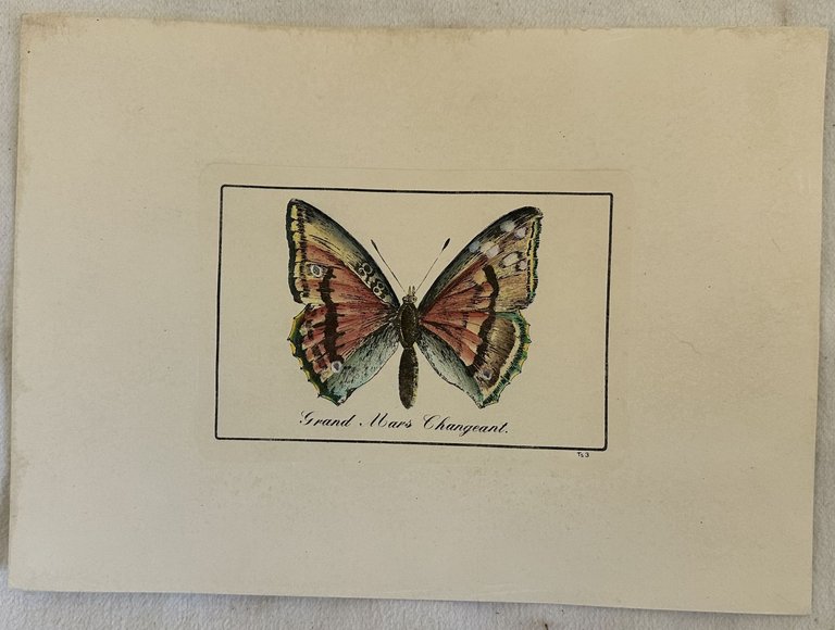 GRAND MARS CHANGEANT Apatura iris Farfalla iride o Apatura