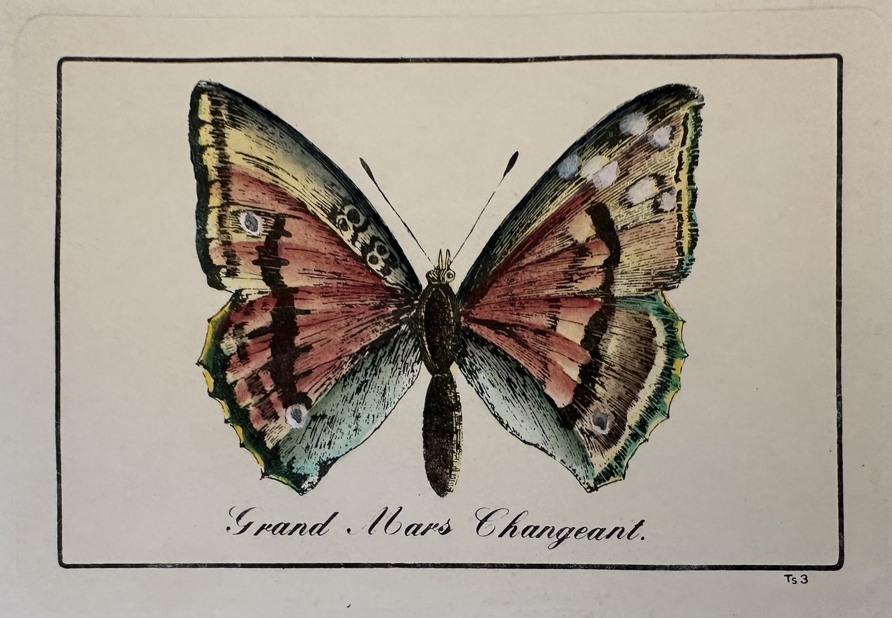 GRAND MARS CHANGEANT Apatura iris Farfalla iride o Apatura