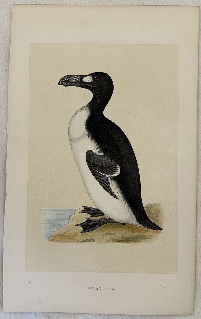 GREAT AUK Pinguinus impennis (Alca impenne)