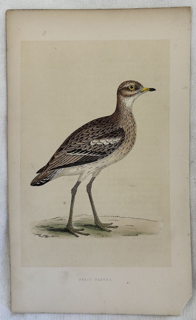 GREAT PLOVER Anarhynchus leschenaultii (Corriere di Leschenault) | Immagine principale