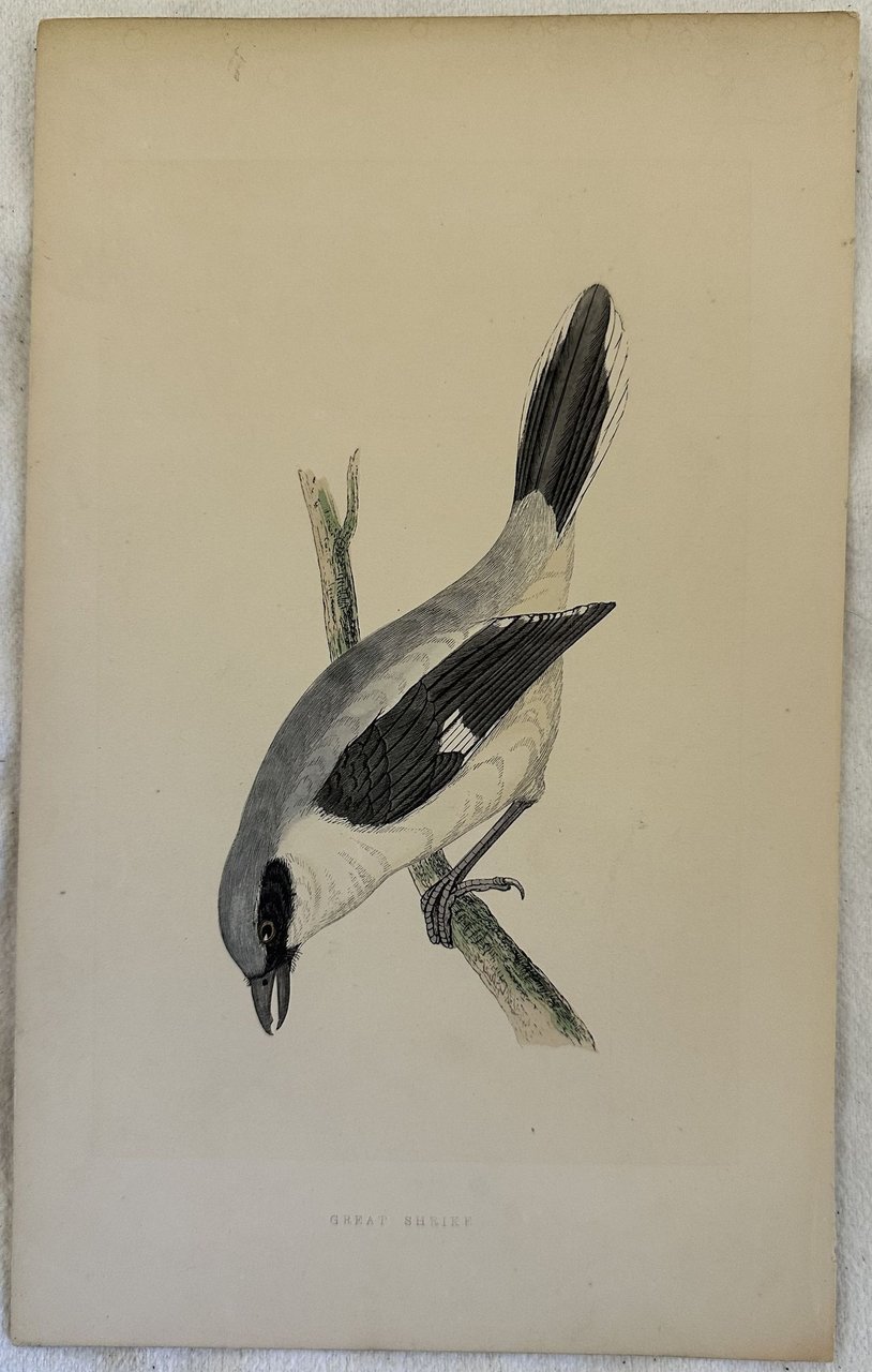 GREAT SHRIKF (Averla maggiore)