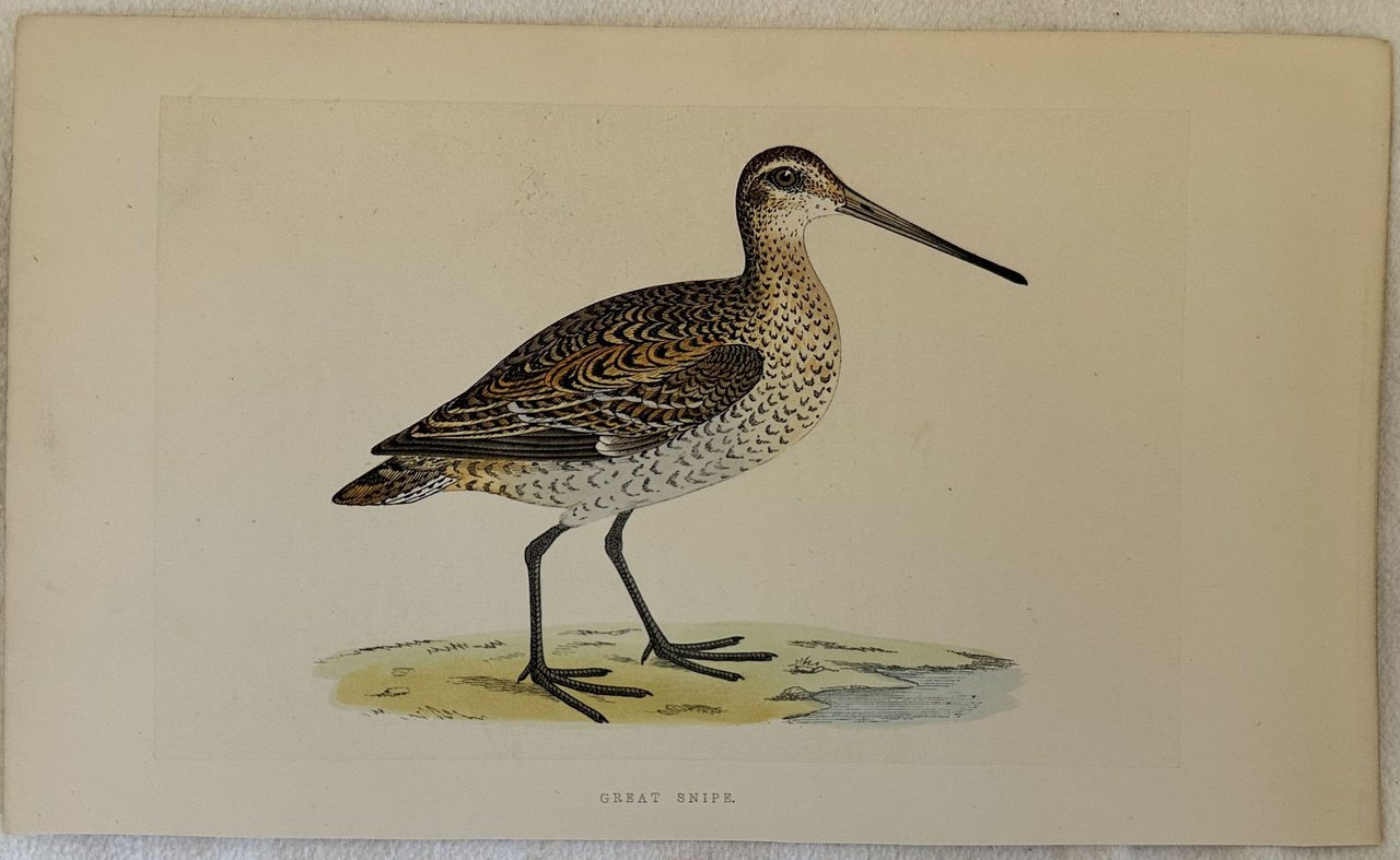 GREAT SNIPE Gallinago media (Croccolone)