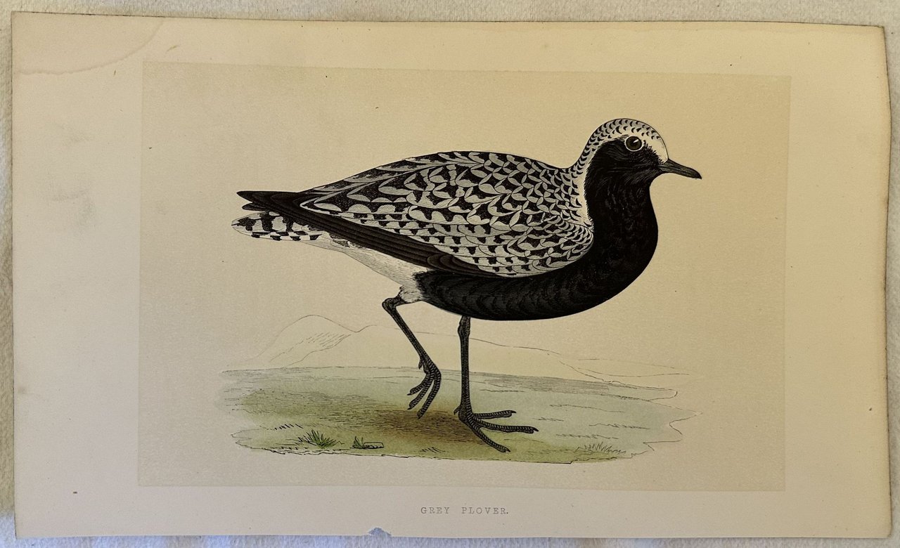 GREY PLOVER Pluvialis squatarola (Pivieressa) | Immagine principale