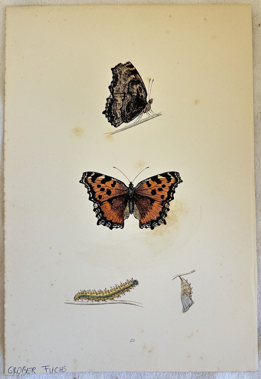 GROBER FUCHS Nymphalis polychloros | Immagine principale