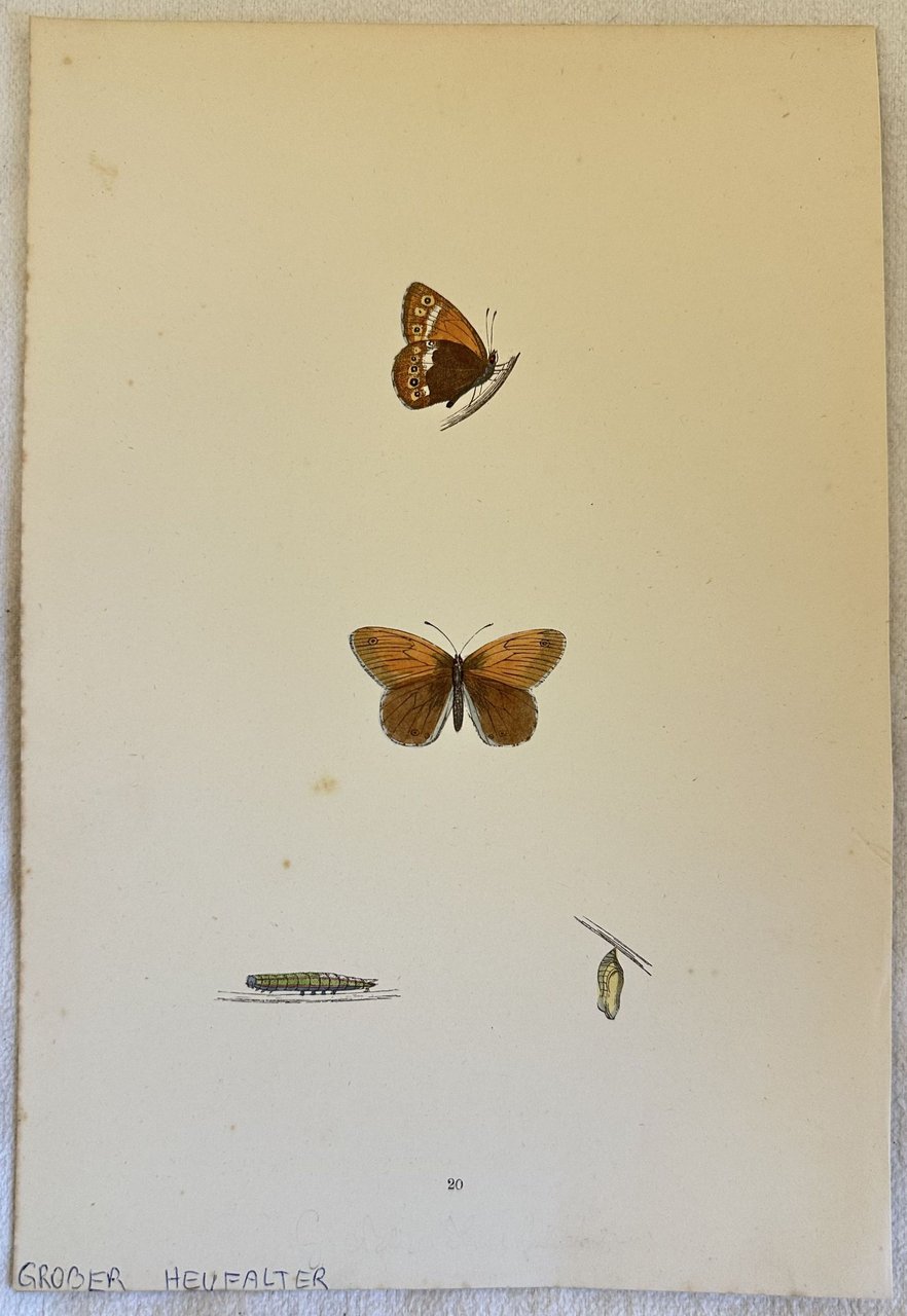 GROBER HEUFALTER Colias | Immagine principale