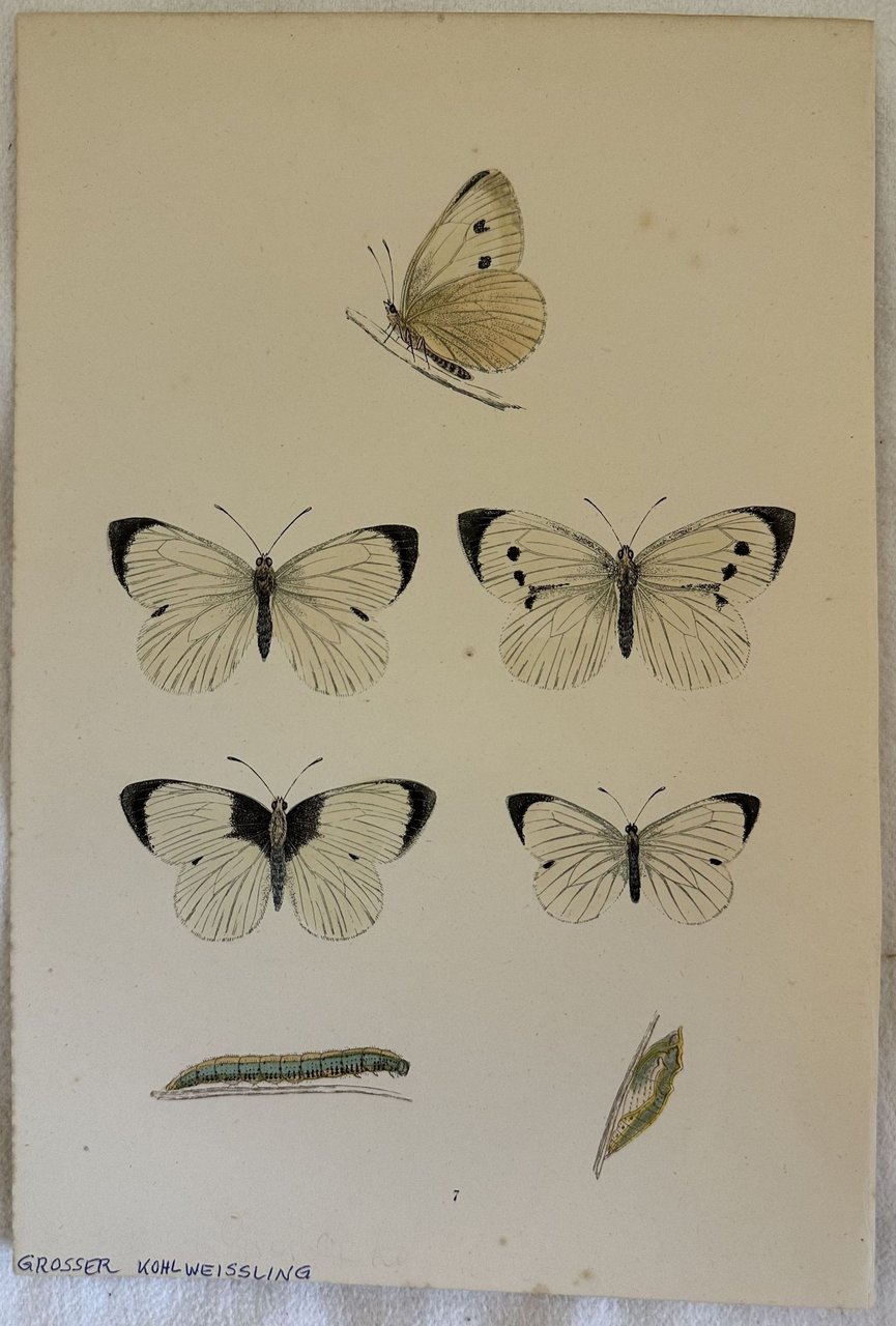 GROSSER KOHLWEISSLING Pieris brassicae | Immagine principale