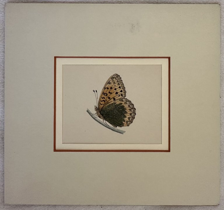 Grosser perlmutterfalter (Argynnis aglaja)