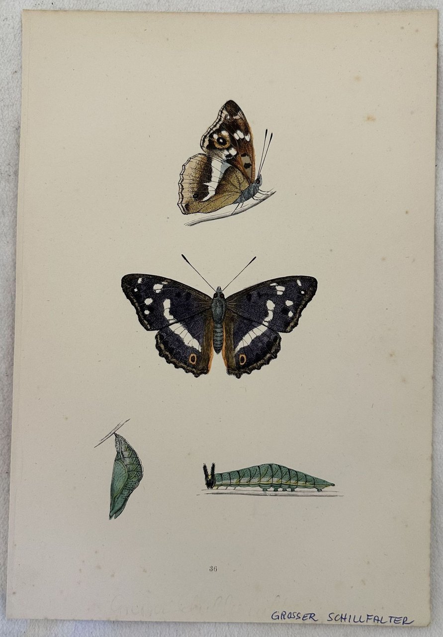 GROSSER SCHILLFALTER Apatura iris Farfalla iride | Immagine principale