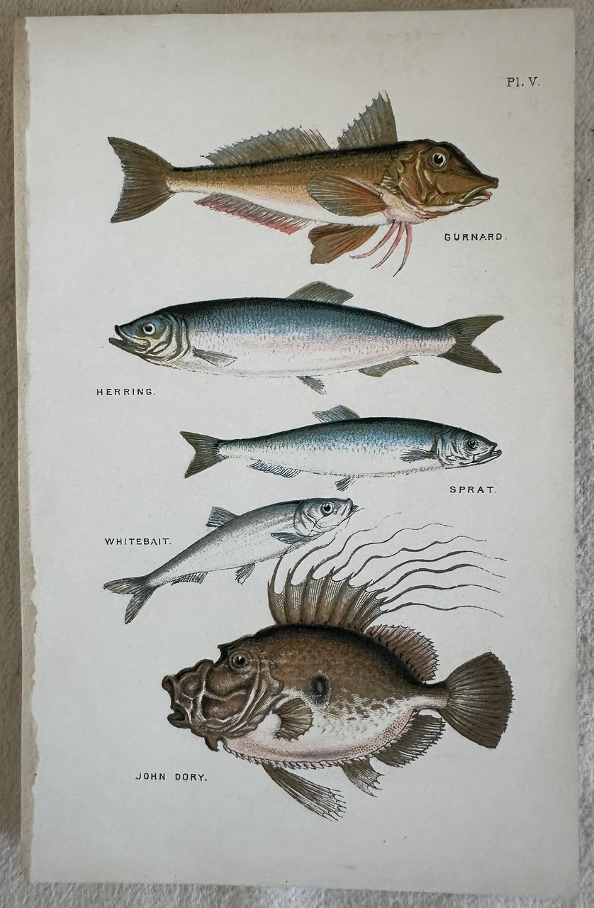 GURNARD (Gallinella di mare) HERRING (Aringa) SPRAT (Spratto o papalina) …
