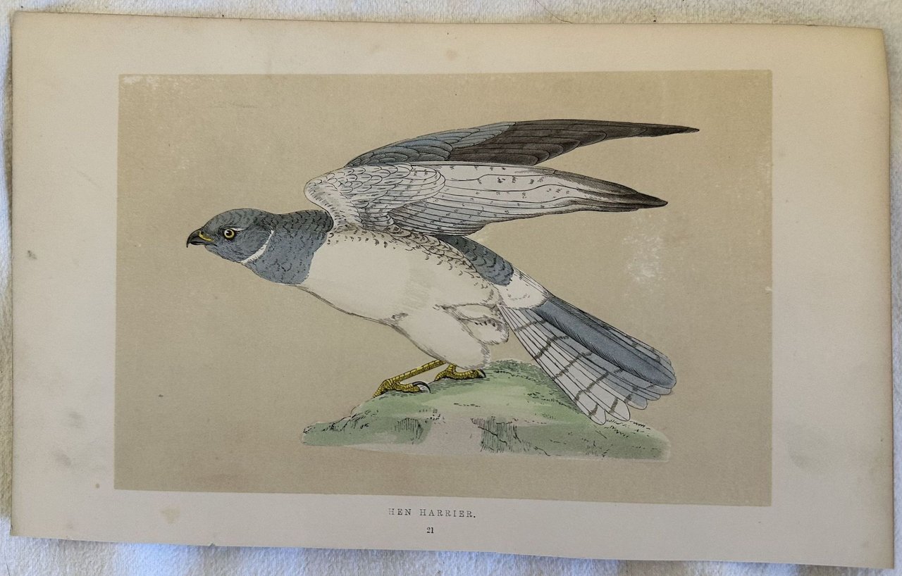 HEN HARRIER (Albanella reale)