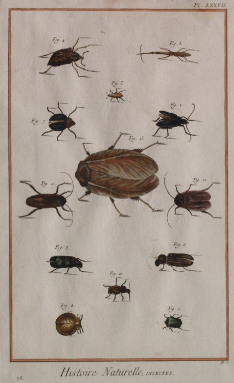 HISTOIRE NATURELLE Insectes | Immagine principale